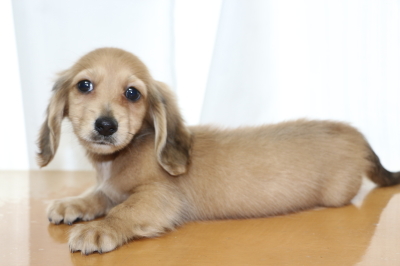 ミニチュアダックスのレッドの子犬オス、生後2ヵ月画像