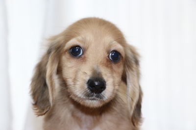 ミニチュアダックスのレッドの子犬オス、生後2ヵ月画像