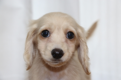 ミニチュアダックスのクリーム(イエロー)の子犬オス、生後2ヵ月画像