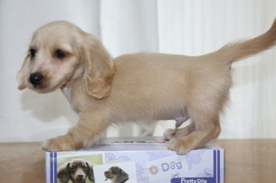 ミニチュアダックスのクリーム(イエロー)の子犬オス、生後2ヵ月画像