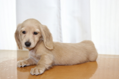 ミニチュアダックスのクリーム(イエロー)の子犬メス、生後2ヵ月画像