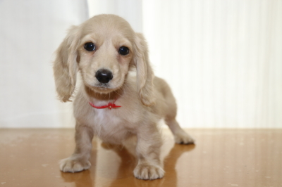 ミニチュアダックスのクリーム(イエロー)の子犬メス、生後2ヵ月画像
