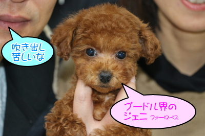 タイニープードルレッドの子犬メス、千葉県習志野市ジェニーちゃん画像