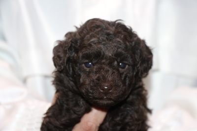 タイニープードルブラウンの子犬オス、生後5週間画像