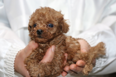 ティーカッププードルレッドの子犬メス、生後5週間画像