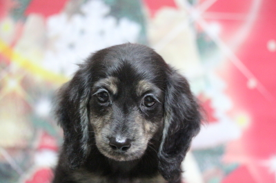 ミニチュアダックスブラッククリーム(イエロー)の子犬メス、東京都港区アルモちゃん画像