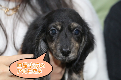 ミニチュアダックスブラッククリーム(イエロー)の子犬メス、東京都港区アルモちゃん画像