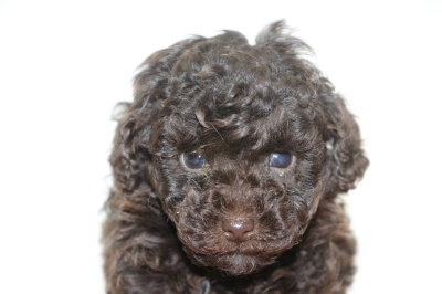 タイニープードルブラウンの子犬オス、生後6週間画像