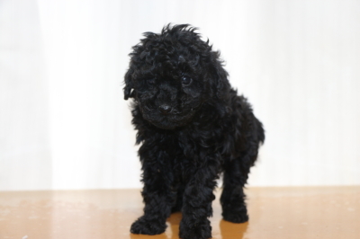 タイニープードルブラック(黒色)の子犬メス、生後6週間画像