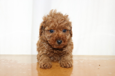 タイニープードルレッドの子犬オス、生後6週間画像
