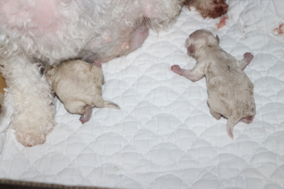 トイプードルホワイト(白色)の出産、産まれたばかりの子犬画像