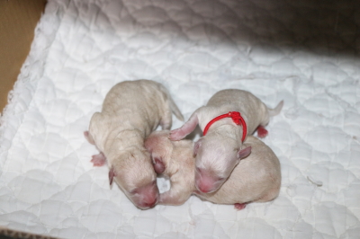トイプードルホワイト(白色)の出産、産まれたばかりの子犬画像
