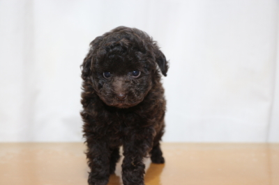 タイニープードルブラウンの子犬オス、生後7週間画像