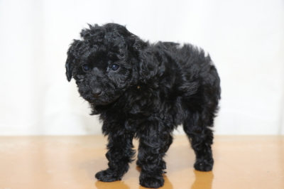 タイニープードルブラック(黒色)の子犬メス、生後7週間画像