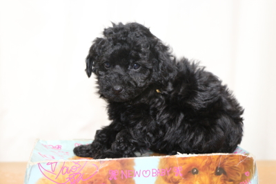 タイニープードルブラック(黒色)の子犬メス、生後7週間画像