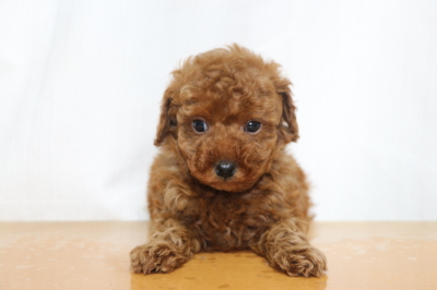 タイニープードルレッドの子犬オス、生後7週間画像