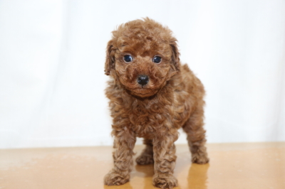 タイニープードルレッドの子犬オス、生後7週間画像