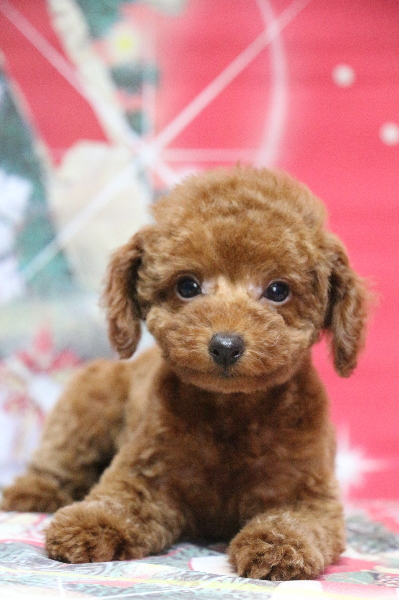 タイニープードルレッドの子犬メス、東京都品川区かりんちゃん画像