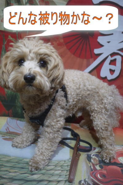 千葉県市川市のミックス犬トリミング前画像