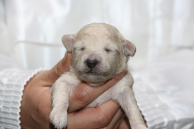 トイプードルホワイト(白色)の子犬メス、生後1週間画像