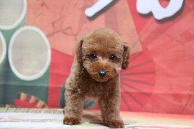 タイニープードルレッドの子犬オス、神奈川県横浜市ヤマト君画像
