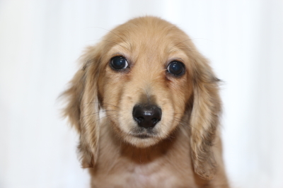 ミニチュアダックスレッドの子犬オス、生後3ヵ月画像