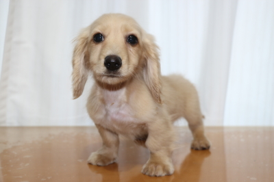 ミニチュアダックスイエロー（クリーム）の子犬オス、生後3ヵ月画像