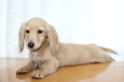 ミニチュアダックスイエロー（クリーム）の子犬メス、生後3ヵ月画像
