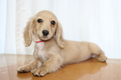 ミニチュアダックスイエロー（クリーム）の子犬メス、生後3ヵ月画像
