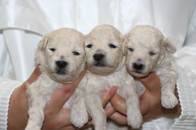 トイプードルホワイト(白色)の子犬オス1頭メス2頭、生後2週間画像