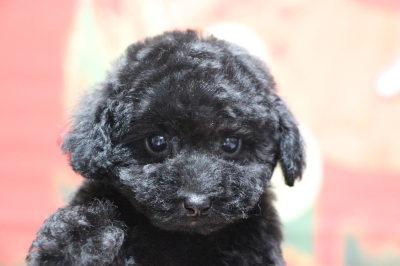 タイニープードルブラック(黒色)の子犬メス、生後2ヵ月画像