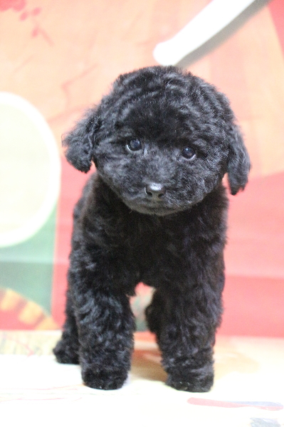 タイニープードルブラック(黒色)の子犬メス、生後2ヵ月画像