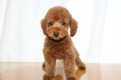 トイプードルレッドの子犬オス1頭、生後2ヵ月画像