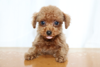 ティーカッププードルレッドの子犬メス、生後2ヵ月画像