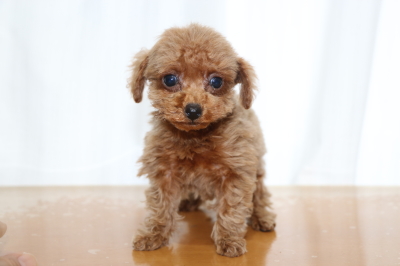 ティーカッププードルレッドの子犬メス、生後2ヵ月画像