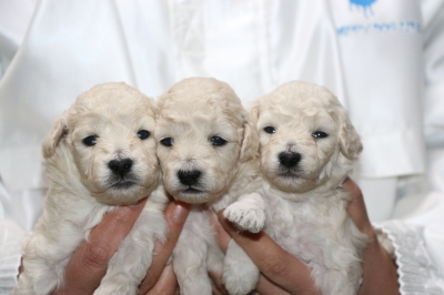 トイプードルホワイト(白色)の子犬オス1頭メス2頭、生後3週間画像