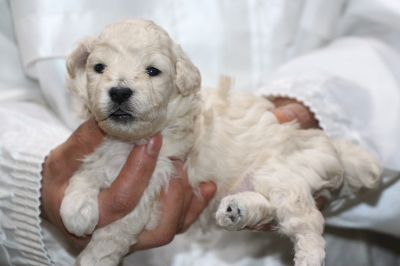 トイプードルホワイト(白色)の子犬オス、生後3週間画像