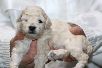 トイプードルホワイト(白色)の子犬メス、生後3週間画像