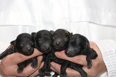 トイプードルシルバーの子犬メス4頭、生後3日画像