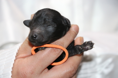トイプードルシルバーの子犬メス、生後3日画像