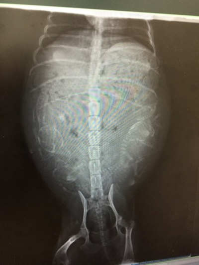 トイプードルブラック(黒色)妊娠犬のレントゲン写真