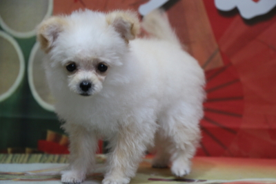 チワプーのクリームの子犬メス、神奈川県鎌倉市イチゴちゃん画像