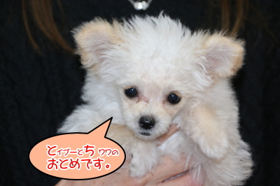 チワプーのクリームの子犬メス、神奈川県鎌倉市イチゴちゃん画像
