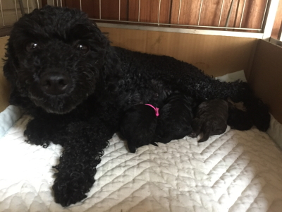 トイプードルブラック(黒色)の出産、産まれたばかりの子犬3頭画像