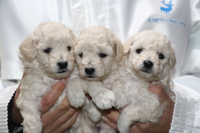 トイプードルホワイト(白色)の子犬オス1頭メス2頭、生後4週間画像