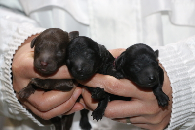 トイプードルの子犬、ブラウンオス1頭ブラック(黒色)メス2頭、生後3日画像