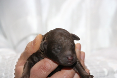 トイプードルブラウンの子犬オス、生後3日画像