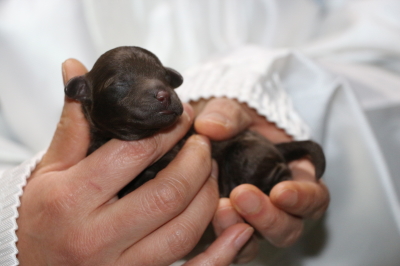 トイプードルブラウンの子犬オス、生後3日画像