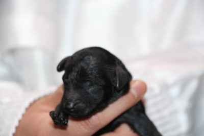 トイプードルブラック(黒色)の子犬メス、生後3日画像