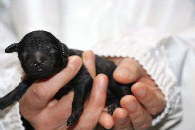トイプードルブラック(黒色)の子犬メス、生後3日画像